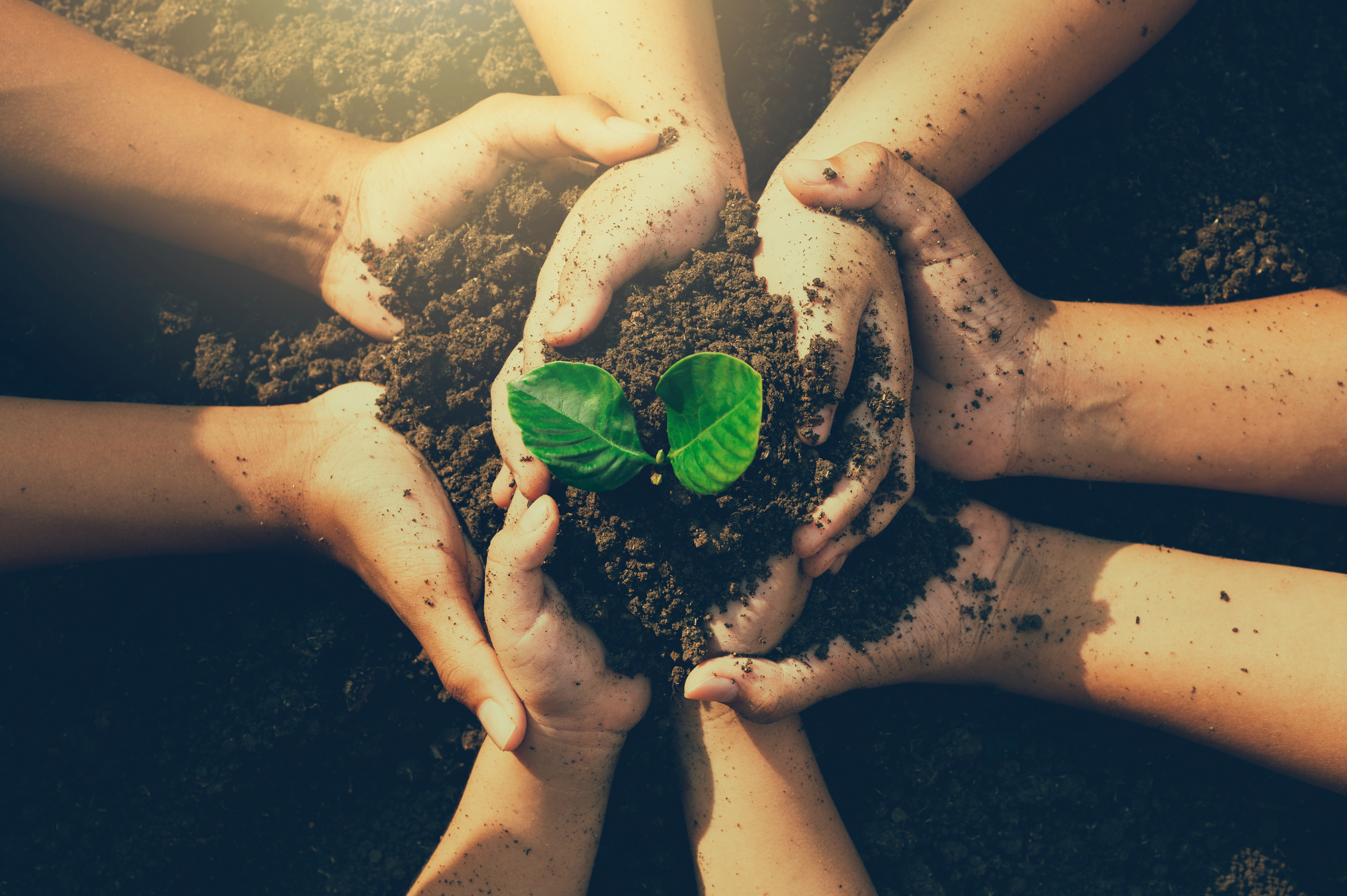 Hands holding small plant and soil